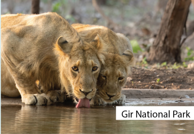 Gir National Park